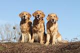 GOLDEN RETRIEVER 037